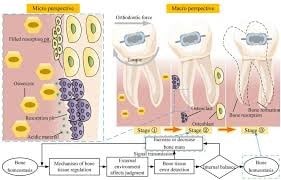 مکانیسم های سلولی و مولکولی مدل سازی و بازسازی استخوان